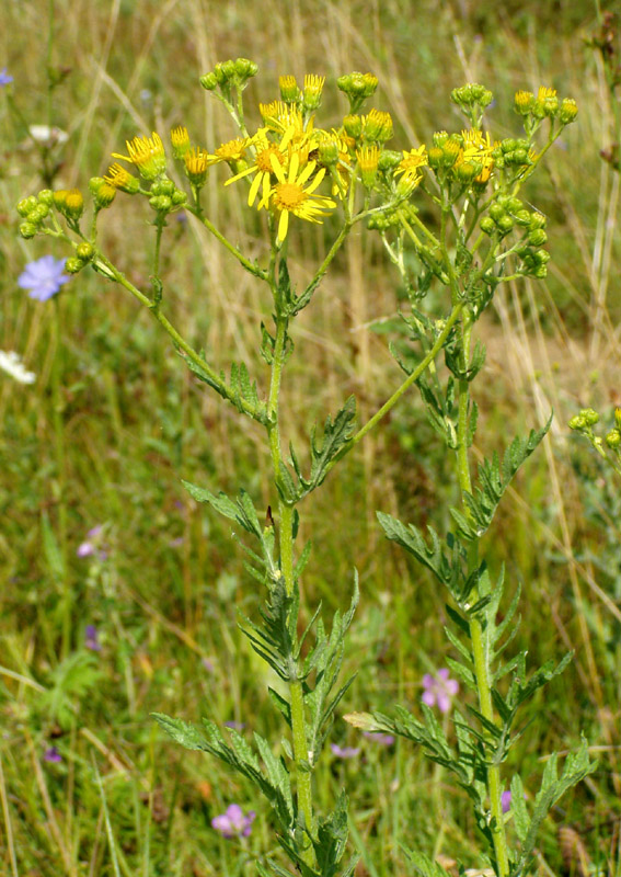 Image of Senecio grandidentatus specimen.