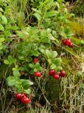 Vaccinium vitis-idaea. Плодоносящие растения со сплюснутыми плодами. Полярный Урал, долина руч. Кемьрезьрузь. 08.08.2012.