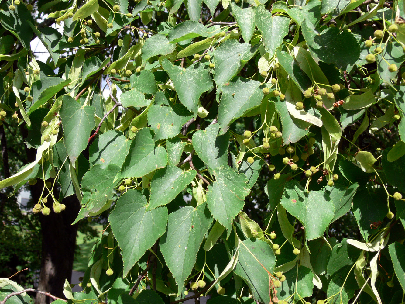 Image of Tilia platyphyllos specimen.