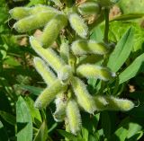 Lupinus polyphyllus. Часть соплодия. Подмосковье, окр. г. Звенигорода, разнотравный луг. Июнь 2012 г.