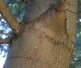 Pinus wallichiana. Средняя часть ствола со скелетными ветвями ('Glauca'). Германия, г. Krefeld, ботанический сад. 16.09.2012.