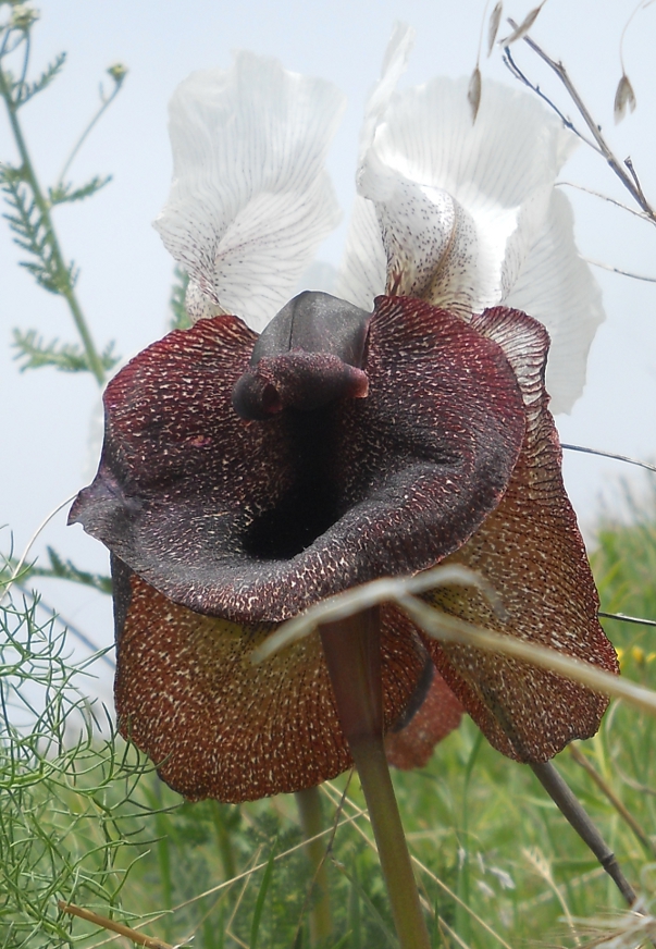 Изображение особи Iris elegantissima.