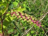 Phytolacca americana. Соплодие-кисть с невызревшими плодами. Украина, г. Запорожье, балка между Космическим мкрн. и Опытной станцией. 10.08.2011.