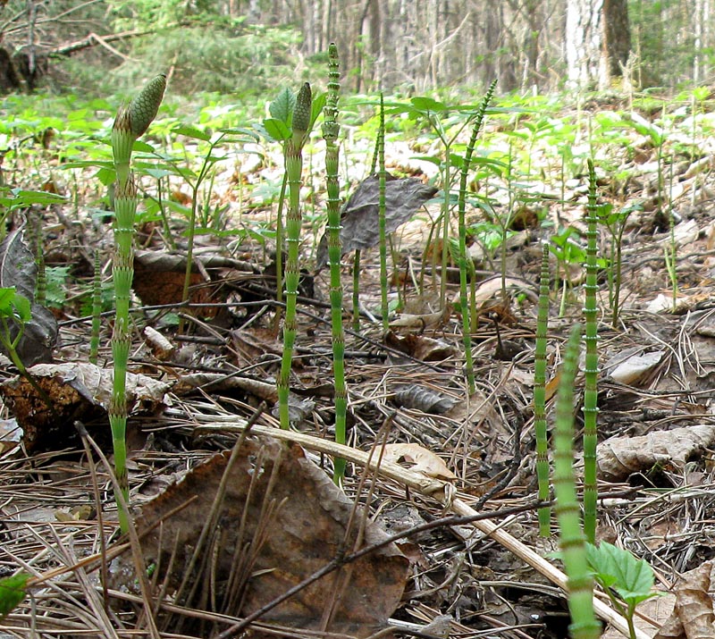 Изображение особи Equisetum pratense.