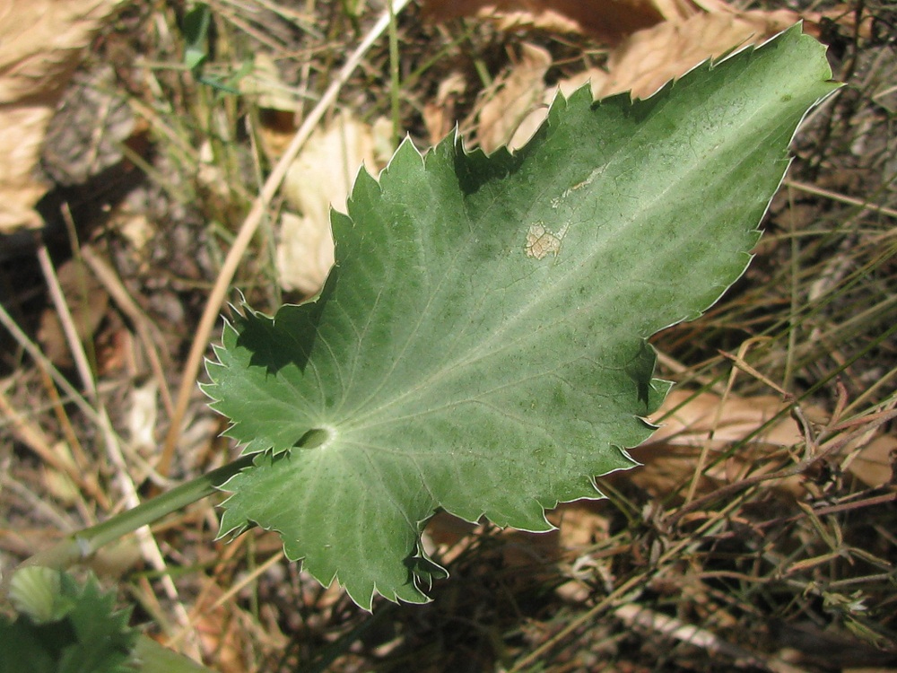 Image of Eryngium planum specimen.