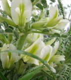 Astragalus aleppicus. Соцветие, покрытое каплями росы. Израиль, Северный Негев, лес Лаав. 19.02.2013.