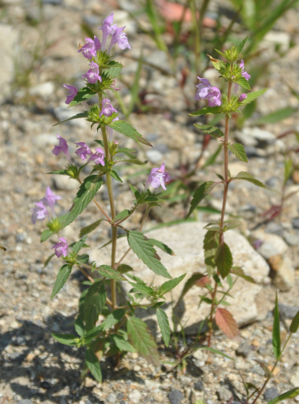 Image of Galeopsis ladanum specimen.