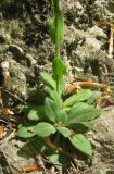 Arabis sagittata