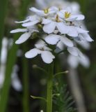 Iberis sempervirens