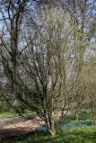 Cornus officinalis. Цветущее взрослое растение. Германия, г. Krefeld, ботанический сад. 20.04.2013.