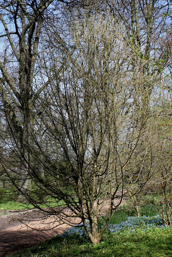 Изображение особи Cornus officinalis.