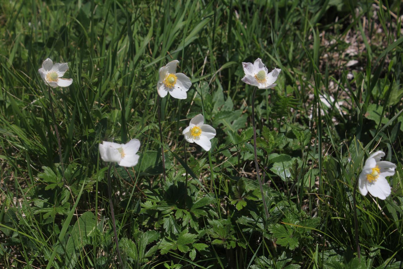 Изображение особи Anemone sylvestris.