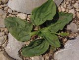 Plantago major