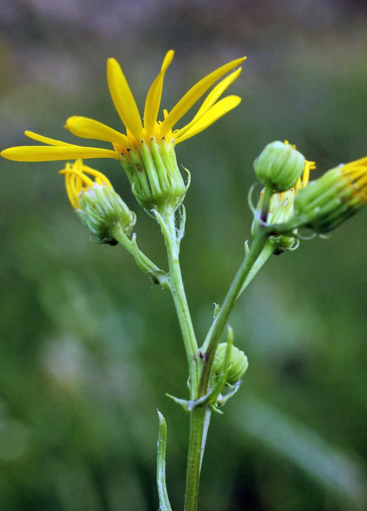 Image of Senecio jacobaea specimen.