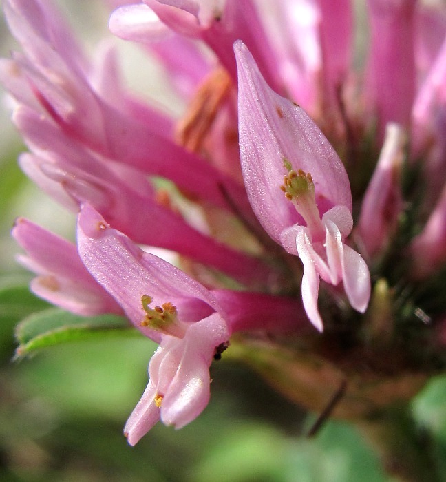 Изображение особи Trifolium pratense.