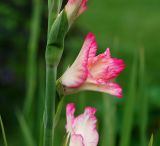 Gladiolus × gandavensis. Раскрывающийся цветок. Московская обл., Раменский р-н, окр. дер. Хрипань, садовый участок. 28.07.2013.