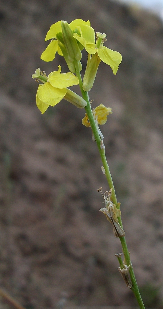 Image of Syrenia cana specimen.