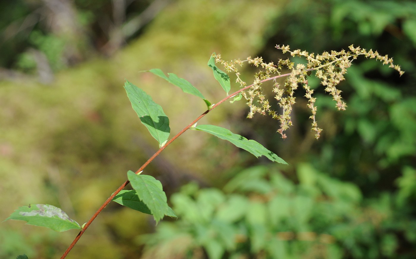 Изображение особи Spiraea schlothgauerae.