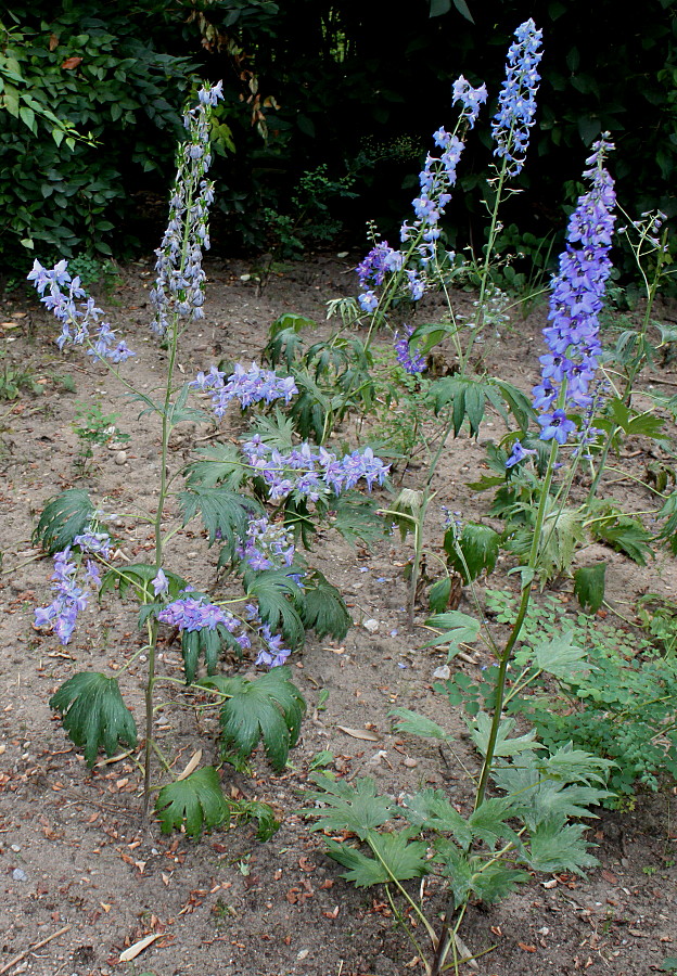 Image of Delphinium ceratophorum specimen.