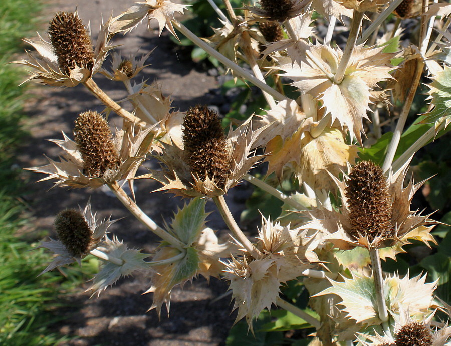 Image of Eryngium giganteum specimen.