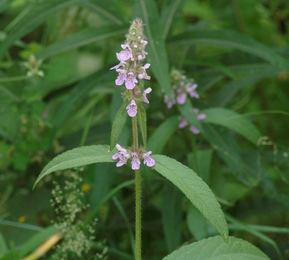 Image of Stachys palustris specimen.