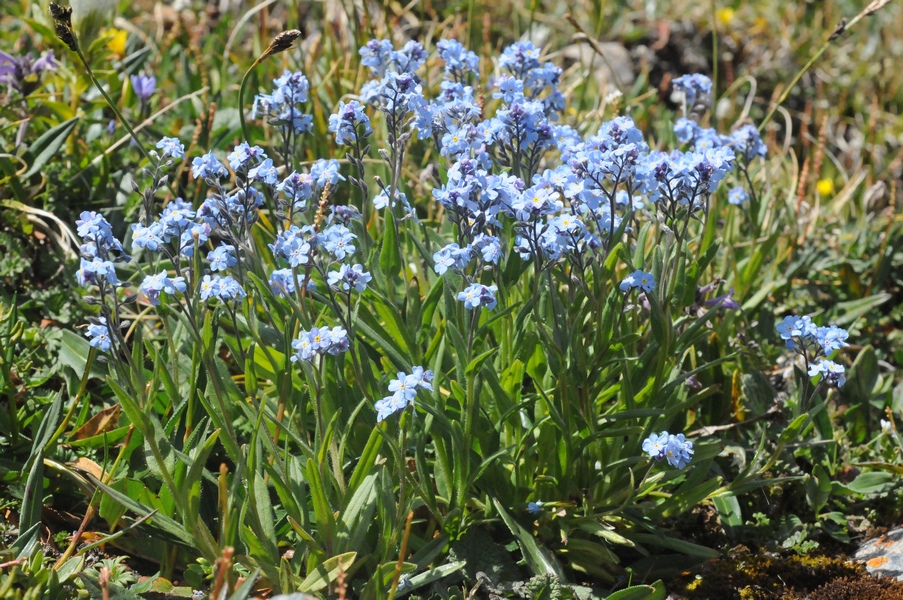 Изображение особи Myosotis imitata.