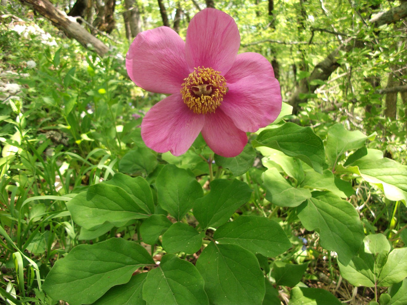 Изображение особи Paeonia caucasica.