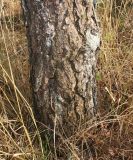 Pinus rigida. Комлевая часть ствола. Германия, г. Дюссельдорф, Ботанический сад университета. 10.03.2014.