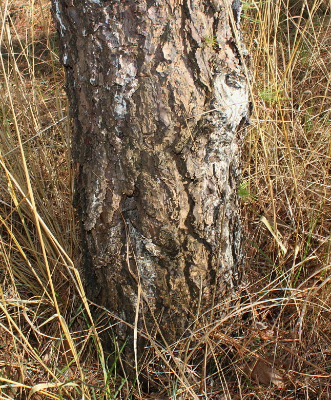 Image of Pinus rigida specimen.