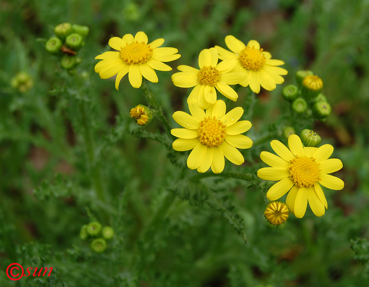 Изображение особи Senecio vernalis.