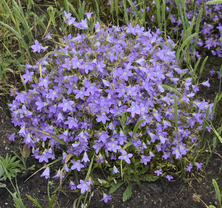 Изображение особи Campanula phrygia.