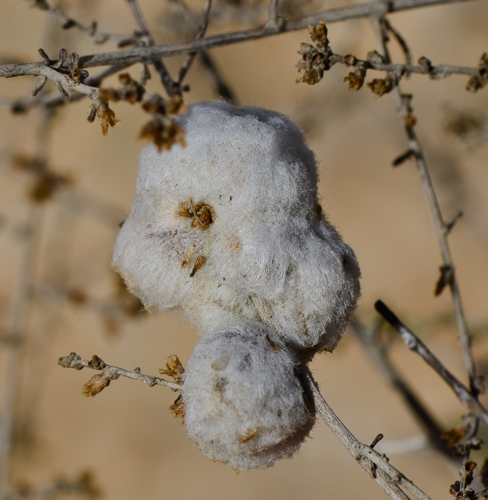 Image of Artemisia sieberi specimen.