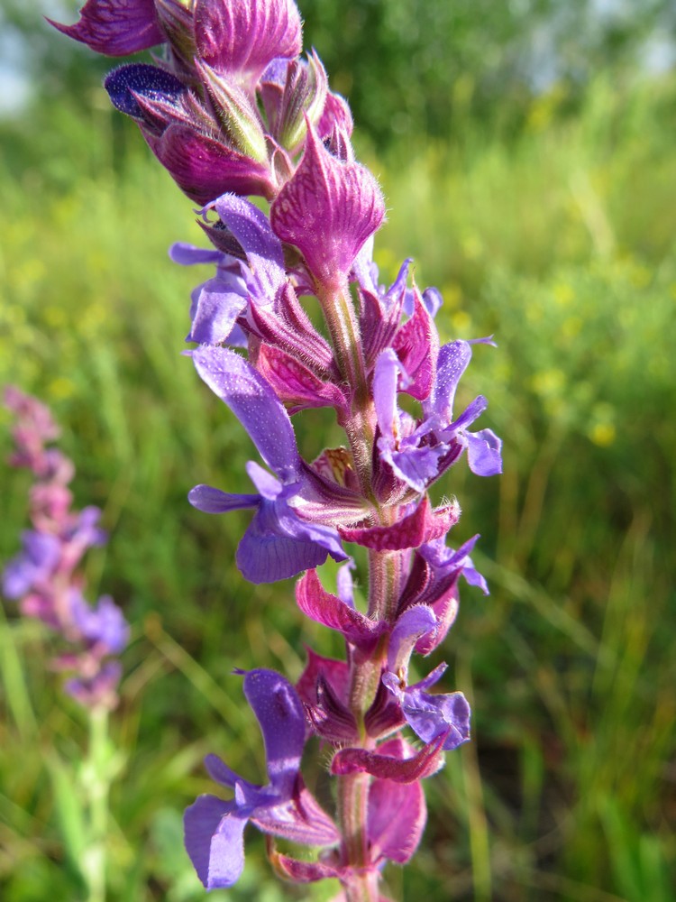 Image of Salvia deserta specimen.