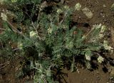 Oxytropis pallasii. Цветущее растение. Крым, Карадагский заповедник, хребет Карагач, южный склон. 23 апреля 2014 г.