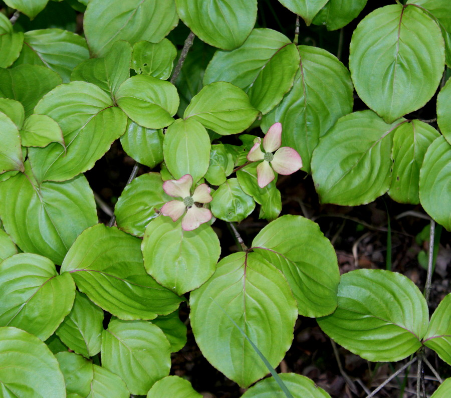 Image of genus Cynoxylon specimen.