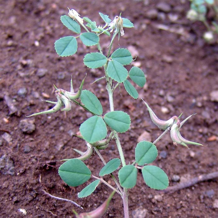 Image of Trigonella calliceras specimen.