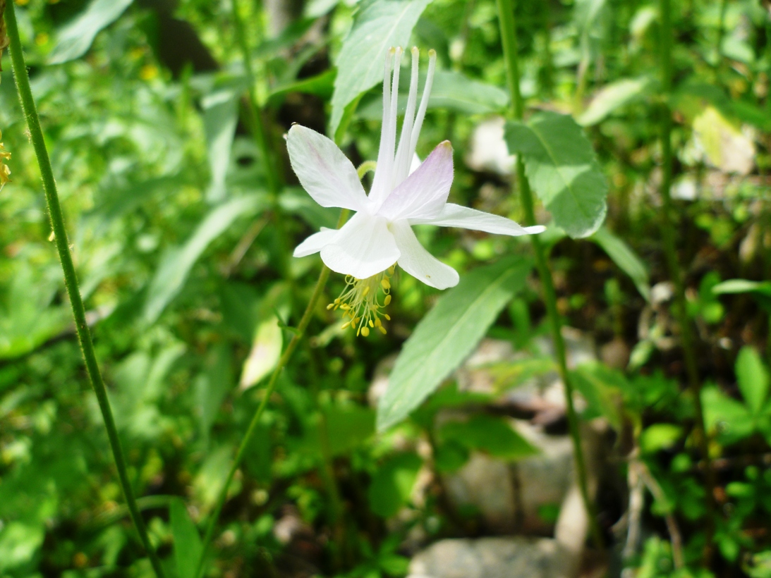 Изображение особи Aquilegia tianschanica.