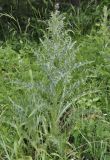 Cirsium tymphaeum