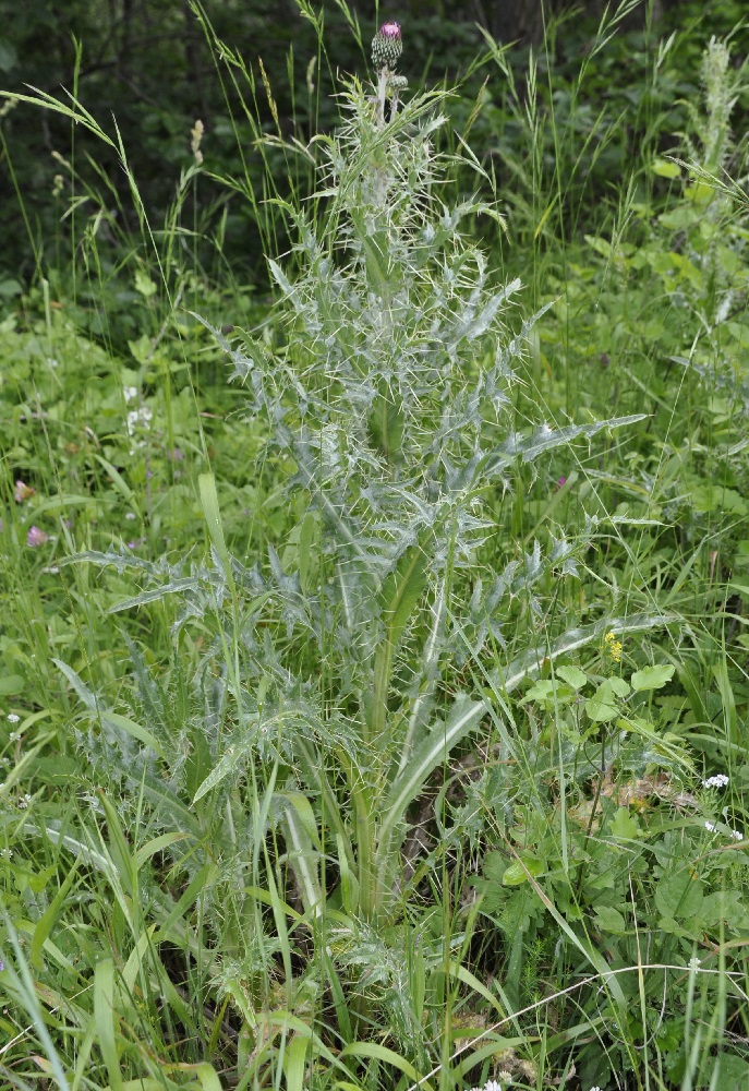 Изображение особи Cirsium tymphaeum.