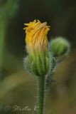 Crepis rhoeadifolia