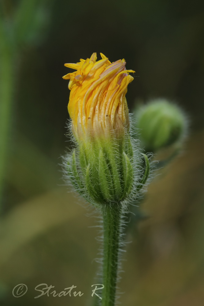 Image of Crepis rhoeadifolia specimen.