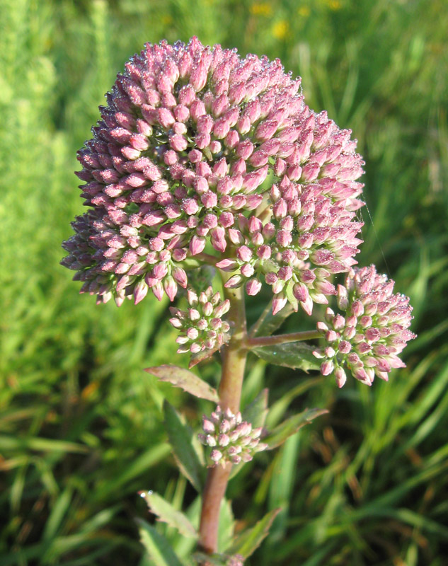 Image of Hylotelephium triphyllum specimen.