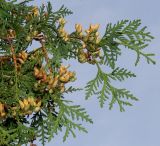 Thuja occidentalis