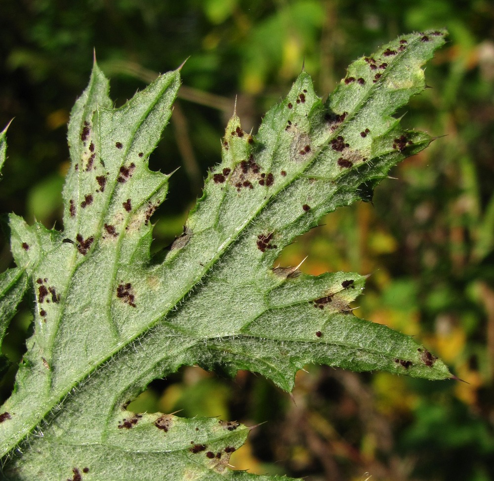 Image of Carduus crispus specimen.