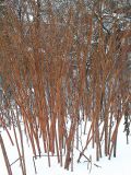 Reynoutria × bohemica. Сухие побеги зимой. Санкт-Петербург, ботанический сад СПбГУ. 30.12.2009.