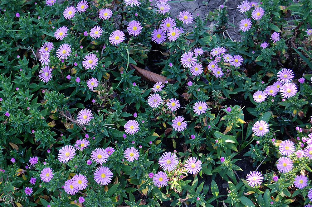 Image of Symphyotrichum &times; versicolor specimen.