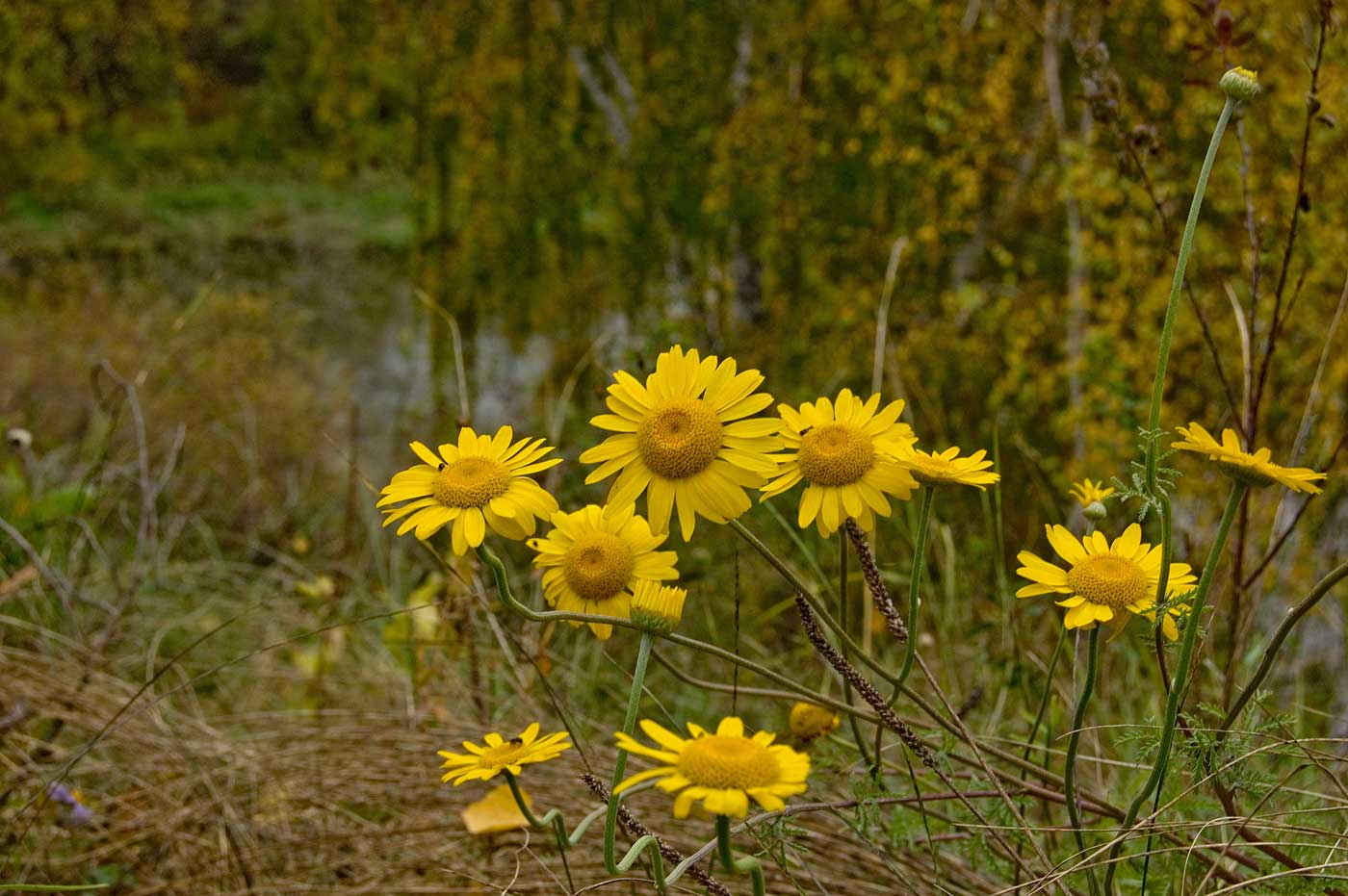 Изображение особи Anthemis tinctoria.