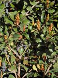 Rhaphiolepis indica. Ветви с бутонами и плодами. США, Калифорния, Сан-Франциско, в озеленении. 17.02.2014.