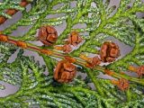 Смотреть изображение Chamaecyparis obtusa