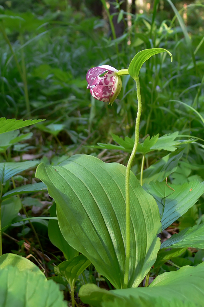 Image of Cypripedium guttatum specimen.